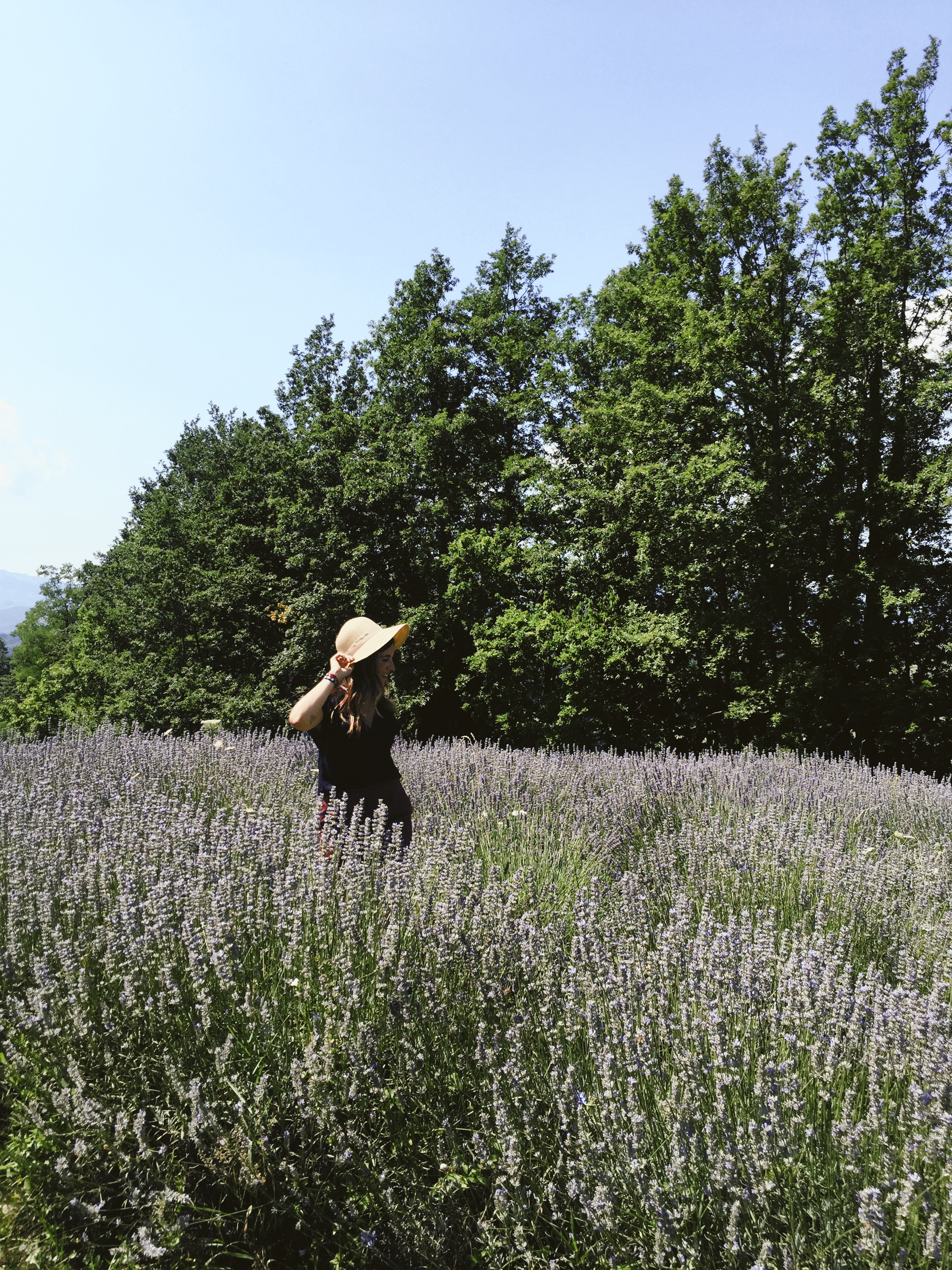 Lavanda Ca'Cigolara